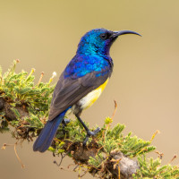 Collared Sunbird
